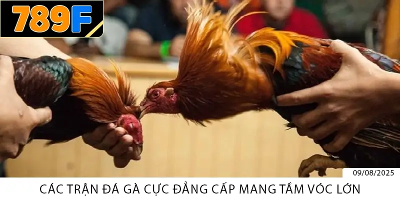 Các trận đá gà cực đẳng cấp mang tầm vóc lớn