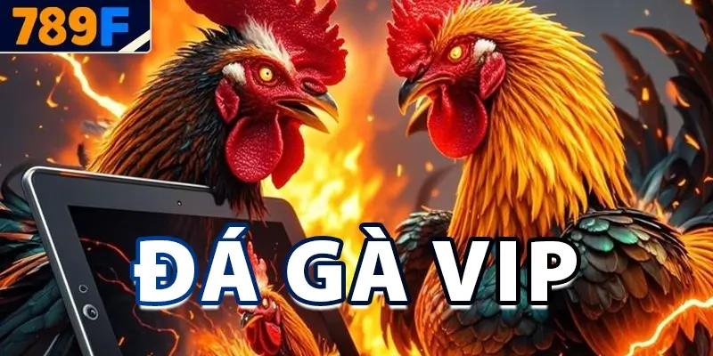 Đá Gà VIP – Kinh Nghiệm Chọn Gà, Đặt Cược Và Mẹo Chơi 2025